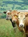 cows