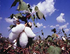 BT Cotton