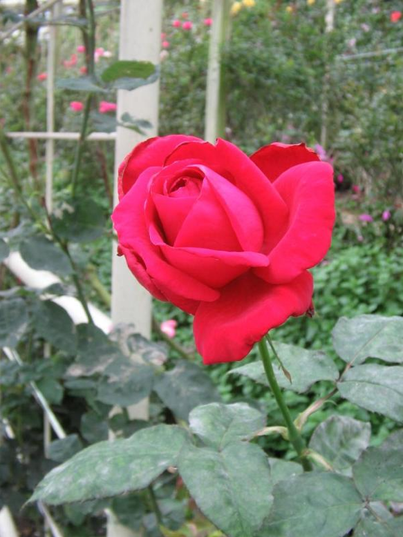 Cameron Highlands rose
