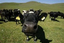 dairy cows