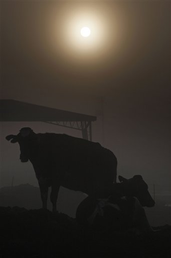 Holsteins