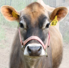 Laksmi's cow