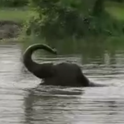 Laksmipriya takes bath