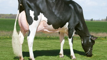 Missy the Cow
