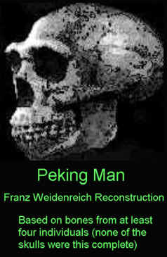 Peking Man