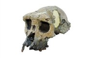 Toumai skull