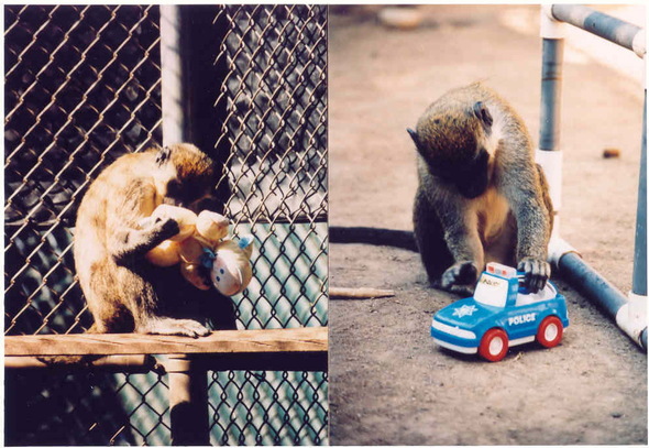 vervet