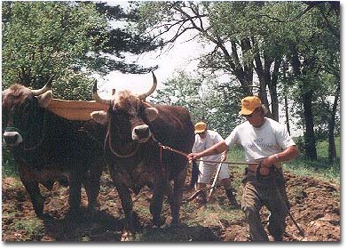 Vraja & Gita pulling a plough