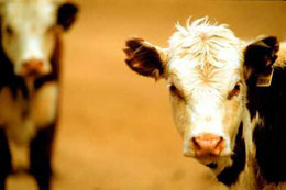 beef cow