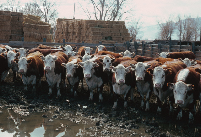 beef cattle