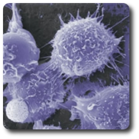 bone marrow stem-cells