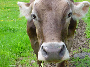 brown swiss beauty