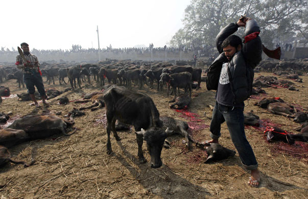 Nepal animal sacrifice
