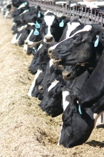 cattle feed lot