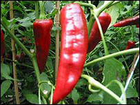 chillis