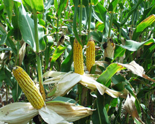 corn ears