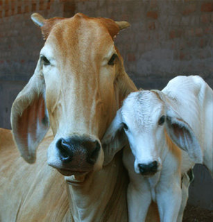cow & calf