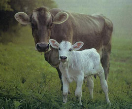 cow and calf