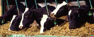 dairy cows feeding on hay