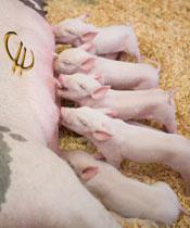 euro pigs