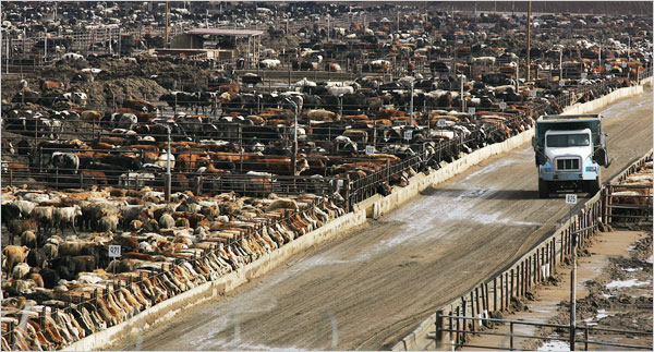 California feedlot
