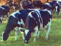happy cows