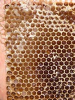 honey comb