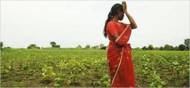 Indian farm widow