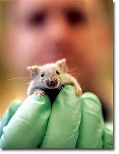 lab rat
