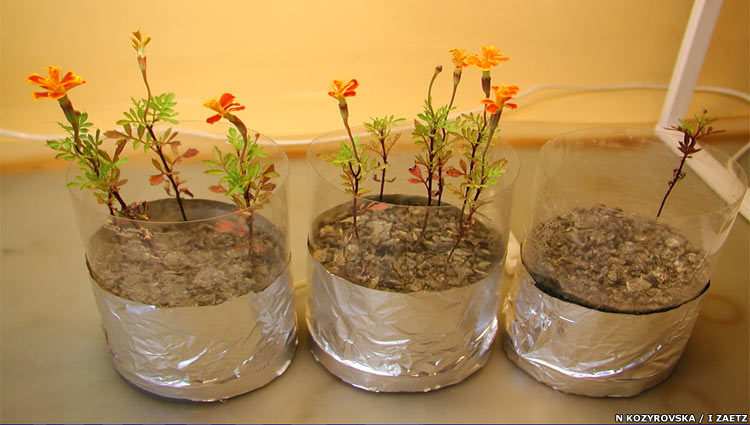moon marigolds
