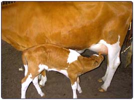new calf