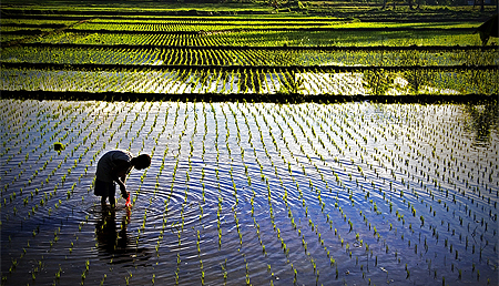 rice paddy