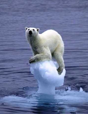 polar bear