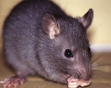 Indian rat