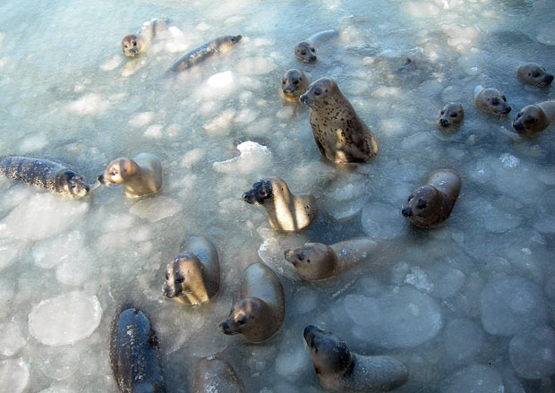 seals frozen in the ice