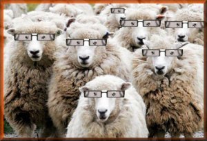 sheeple