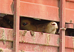 stockyard beef