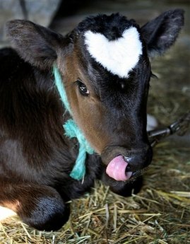 Valentine's Day ox