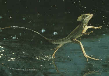 walk on water