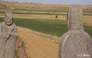wheat fields in Henan