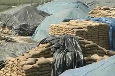 Punjab wheat in open