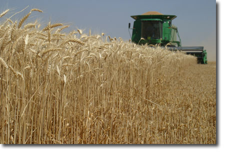 wheat
