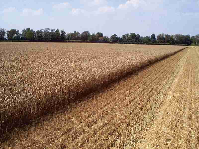 wheat grown for livestock